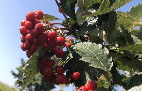 Jarząb szwedzki (1).JPG