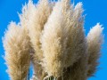 grasses-3770656_1280.jpg