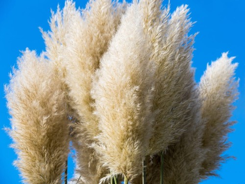 grasses-3770656_1280.jpg