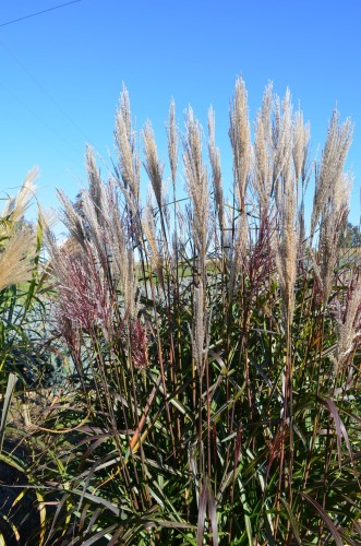Miscanthus sinensis 'AM Buraczok'  (1).JPG
