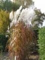 Miscanthus sin. ROSI.JPG