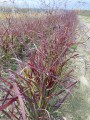 Panicum virgatum SQUAW SELECT 2021  (3).jpg
