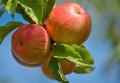 apples-7507515_1280.jpg