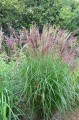 Miscanthus sinensis BEAUTY QUEEN (Kopiowanie).JPG
