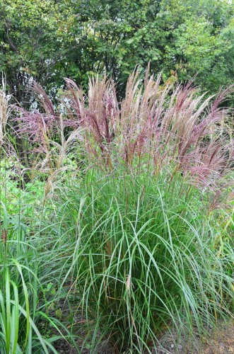 Miscanthus sinensis BEAUTY QUEEN (Kopiowanie).JPG
