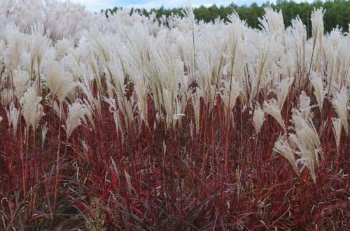 Miscanthus sinensis DRONNING INGRID (7) (Kopiowanie).JPG
