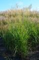 Miscanthus sinensis GOLDGLANZ (Kopiowanie).JPG