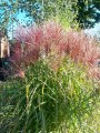 Miscanthus sinensis GRAZIELLA (Kopiowanie).JPG