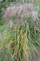 Miscanthus sinensis HURON SUNRISE (Kopiowanie).JPG