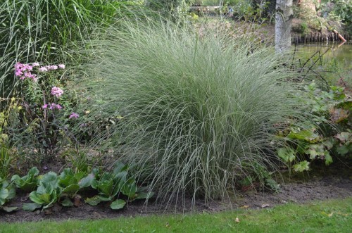 Miscanthus sinensis MORNING LIGHT (Kopiowanie).JPG