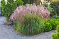 Miscanthus sinensis NOAH (6) (Kopiowanie).jpg