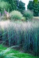 Panicum virgatum NOSFERATU PBR 08.08.2023-2-2 (Kopiowanie).jpg