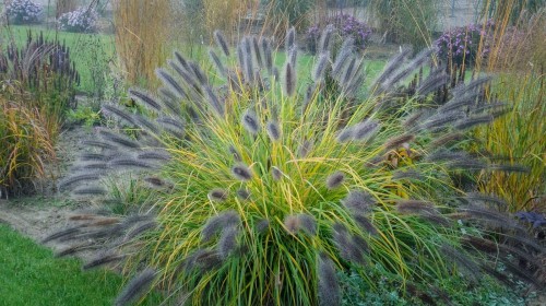 Pennisetum alopecuroides BLACK BEAUTY 2021  (3)-2 (Kopiowanie).jpg