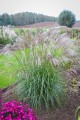 Miscanthus sinensis CINDY (10).jpg