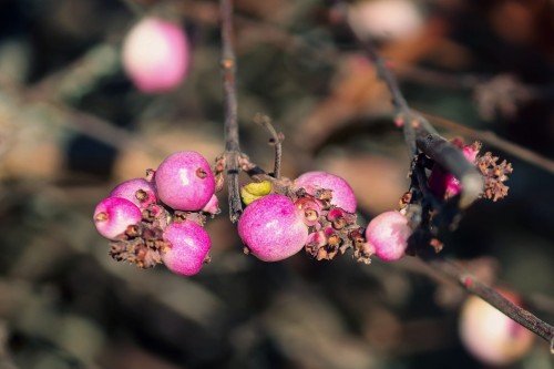 Śnieguliczka różowa.jpg