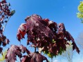 Acer plat Crimson Sentry (1).JPEG