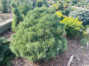 Sosna wejmutka 'Green Twist' C5