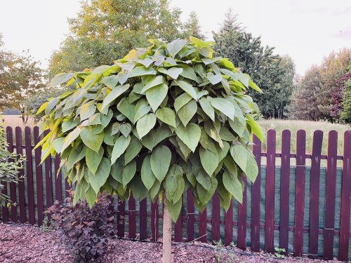 Surmia bignoniowa Nana catalpa (1).JPEG