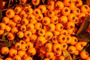 Ognik szkarłatny 'Orange Glow' C3