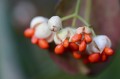 spindle-bush-4727362_1280.jpg