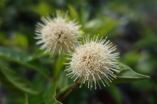 Guzikowiec zach. Sugar Shack kwiat (Kopiowanie).JPG