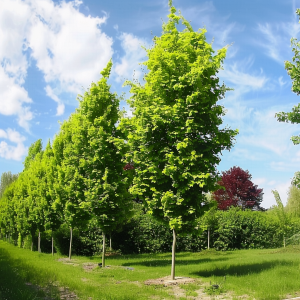 Buk pospolity 'Dawyck Gold' C5