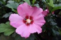 Hibiscus syr Pink Giant 1 (Kopiowanie).jpg