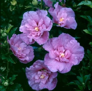 Ketmia syryjska LAVENDER CHIFFON® C2