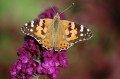 butterfly-257198_1920.jpg