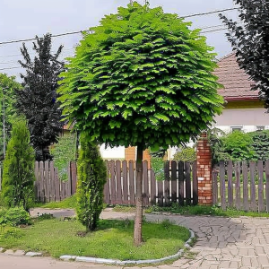 Robinia akacjowa 'Umbraculifera' (Pa) C7