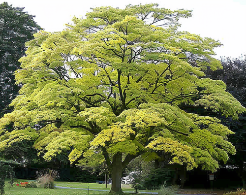 Korkowiec amurski2.png