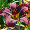 Liliowiec Super Purple.png