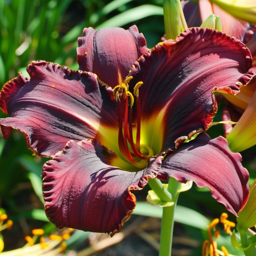 Liliowiec Super Purple.png