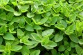 Oregano1.jpg