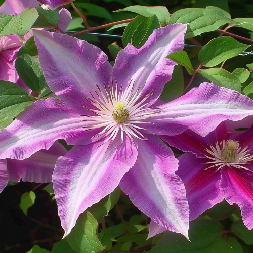 POwojnik Dr Ruppel.png