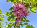 Robinia szczeciniasta.jpg