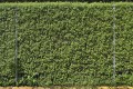 fence-3350463_1920.jpg