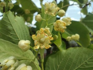 Lipa szerokolistna  C7