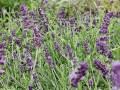 Lawenda 'Blue Scent'.jpg