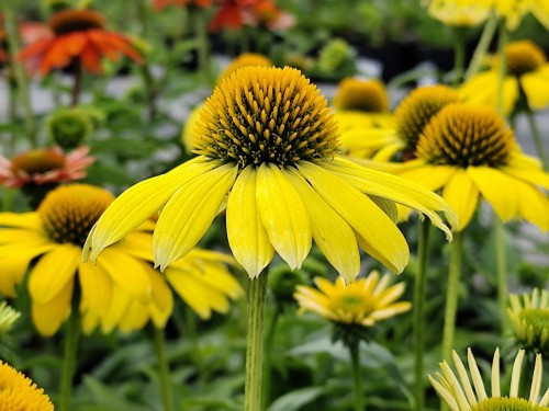 Jeżówka Sombrero® 'Lemon Yellow'.jpg