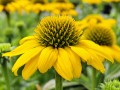 Jeżówka Sombrero® 'Compact Yellow'.jpg