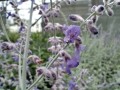Perowskia 'Silvery Blue'.jpg
