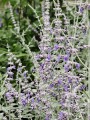 Perowskia 'Silvery Blue' 2.jpg