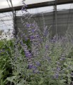 Perowskia 'Silvery Blue' 3.jpg