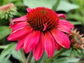 Jeżówka SunMagic 'Vintage Ruby' +.jpg