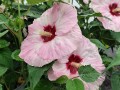 Hibiskus bylinowy Summerific 'Spindarella'.jpg