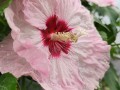 Hibiskus bylinowy Summerific 'Spindarella' (2).jpg