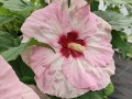 Hibiskus bylinowy Summerific 'Spindarella' (4).jpg