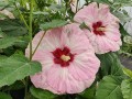 Hibiskus bylinowy Summerific 'Spindarella' (5).jpg