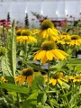 Jeżówka SunMagic 'Fantastic Yellow'.jpg